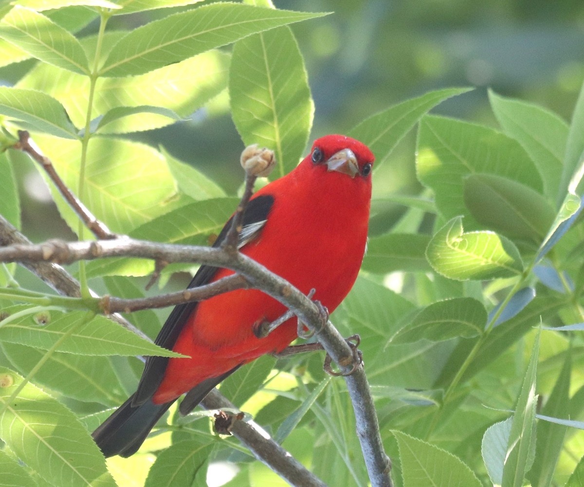 Scarlet Tanager - ML617108708