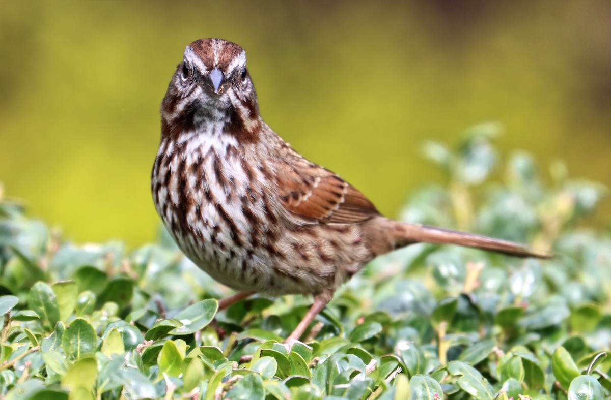 Song Sparrow - Charlotte Byers