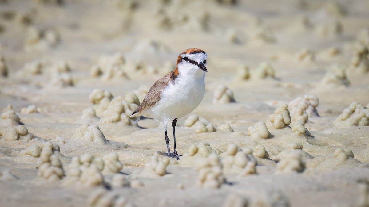 Red-capped Plover - ML617108745