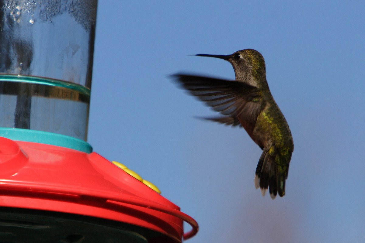 Anna's Hummingbird - ML617108748
