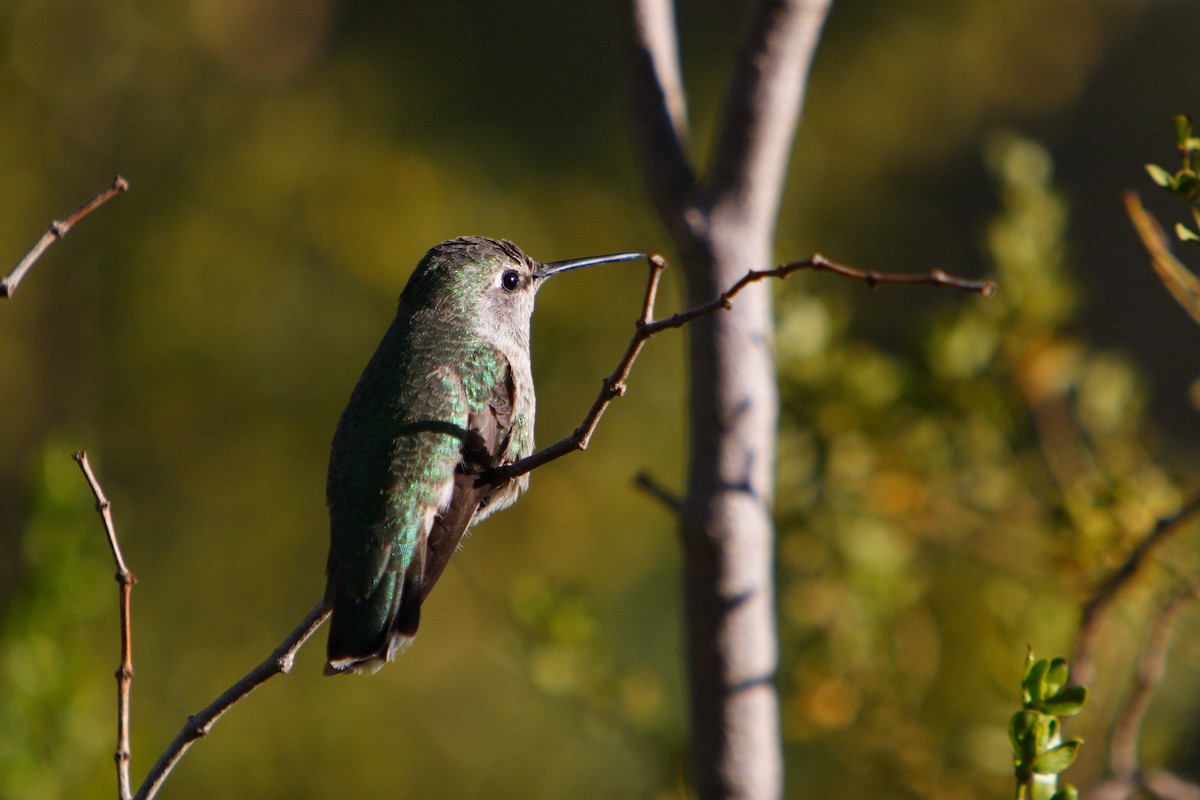 Anna's Hummingbird - ML617108750