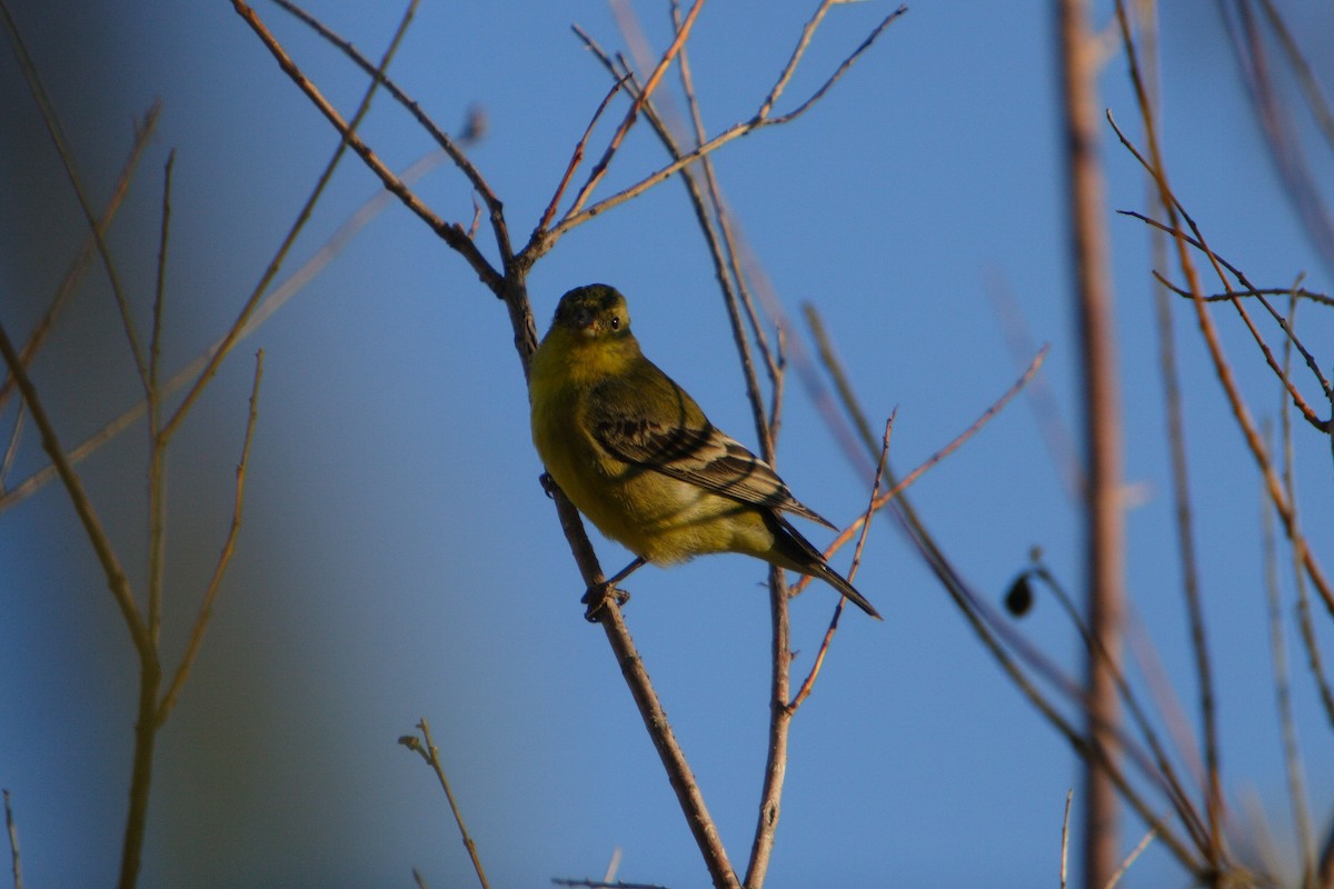 Lesser Goldfinch - Yiming Qiu