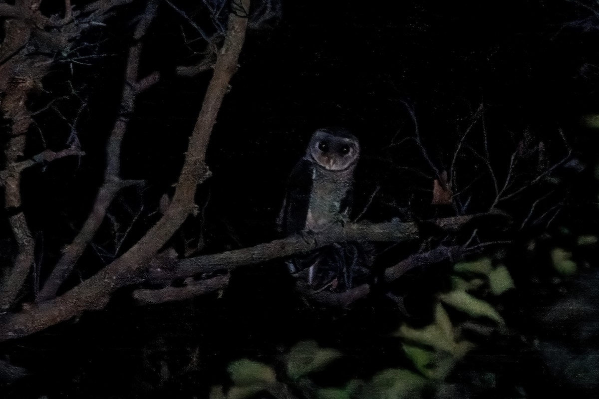 Sooty Owl (Greater) - ML617108786