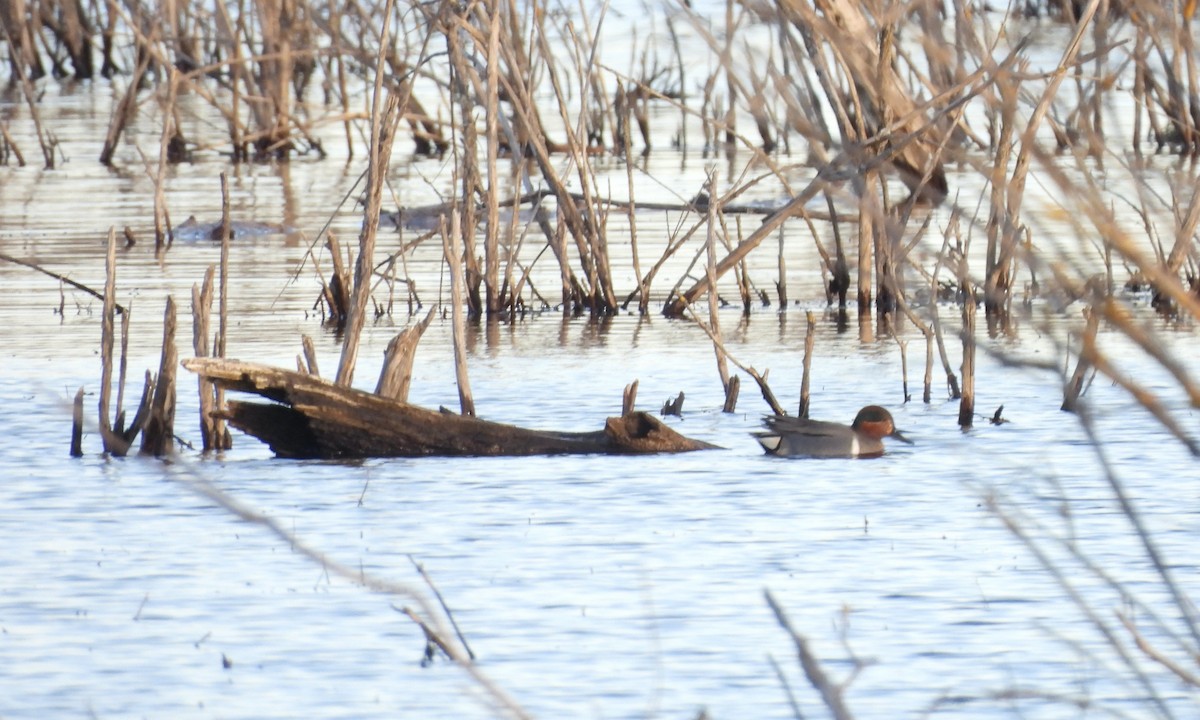 Green-winged Teal - ML617108891
