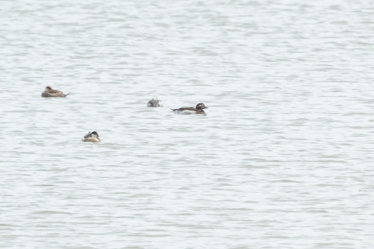 Long-tailed Duck - ML617108939