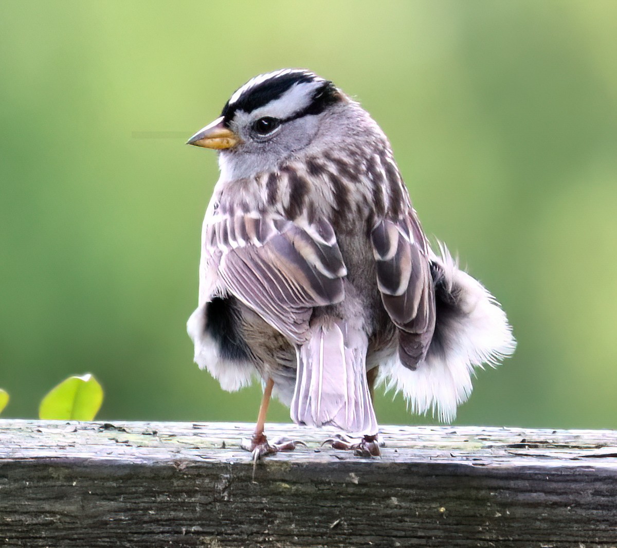 White-crowned Sparrow - ML617109008