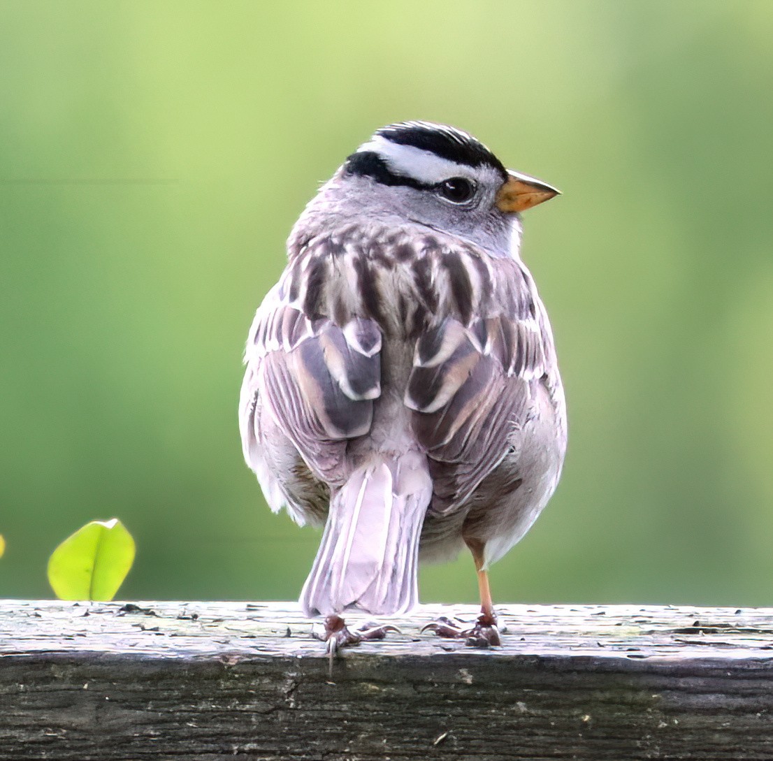 White-crowned Sparrow - ML617109009