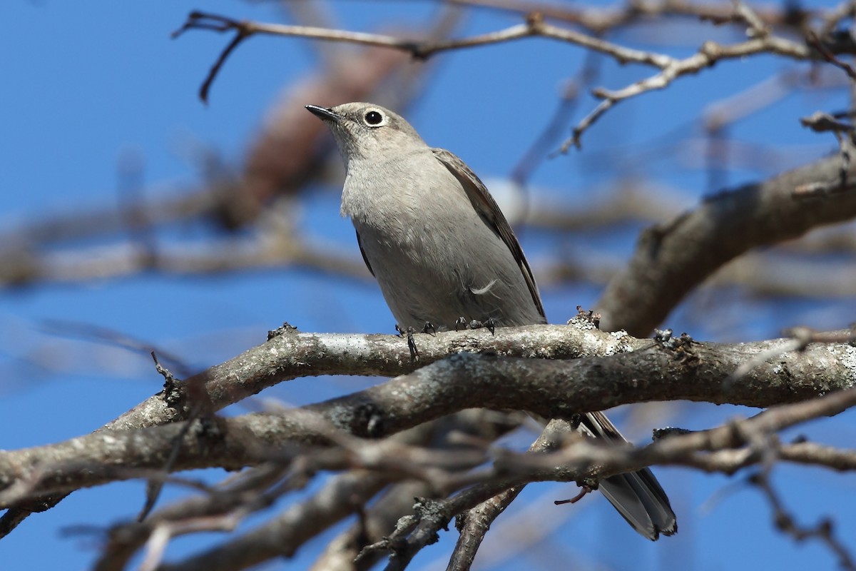 Townsend's Solitaire - ML617109010