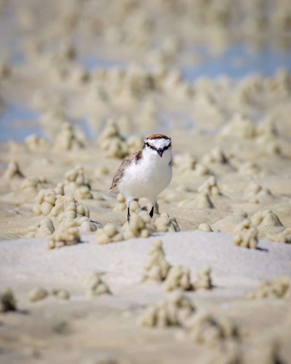 Red-capped Plover - ML617109149