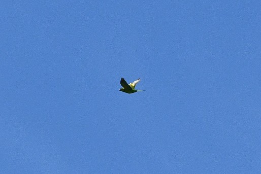 White-winged Parakeet - ML617109170