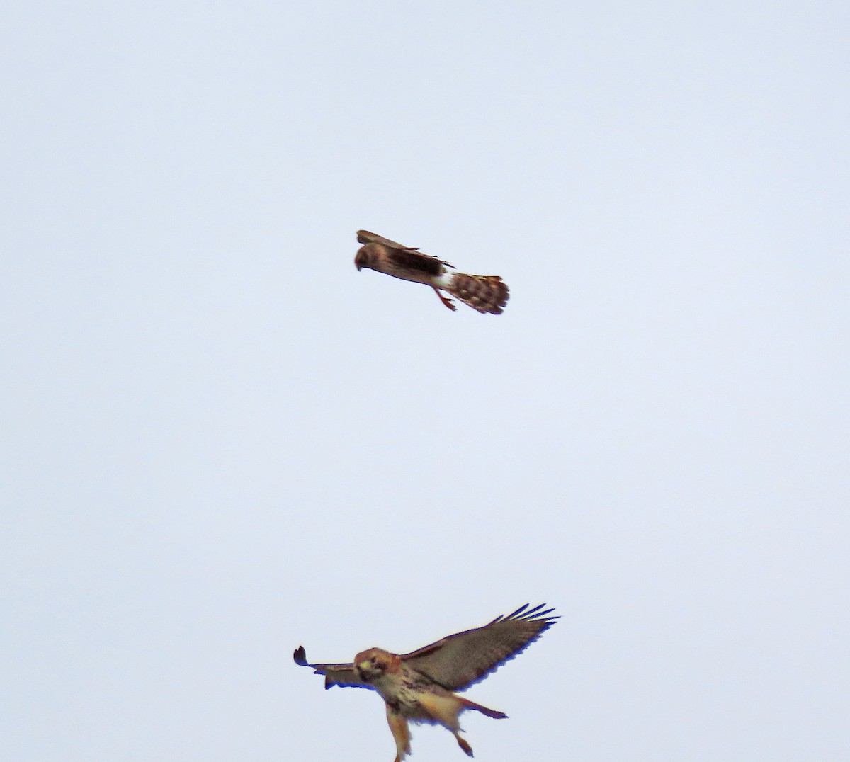 Red-tailed Hawk - ML617109181