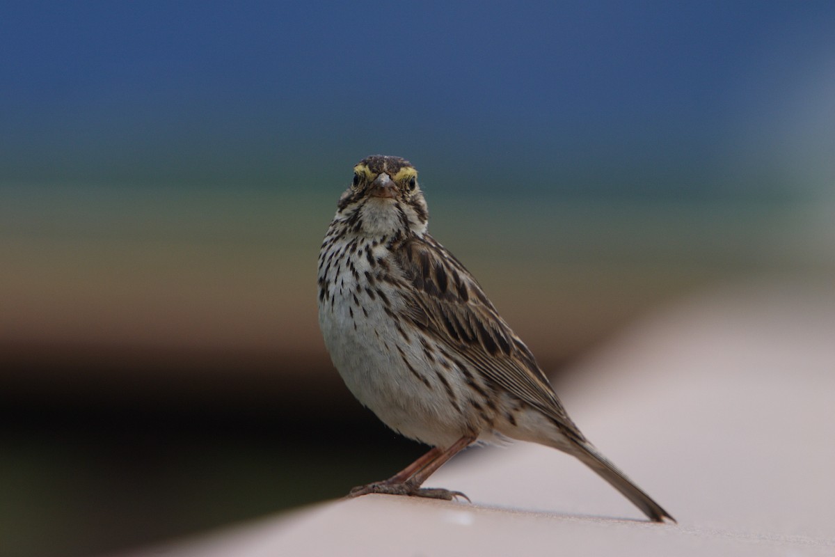 Savannah Sparrow - ML617109183