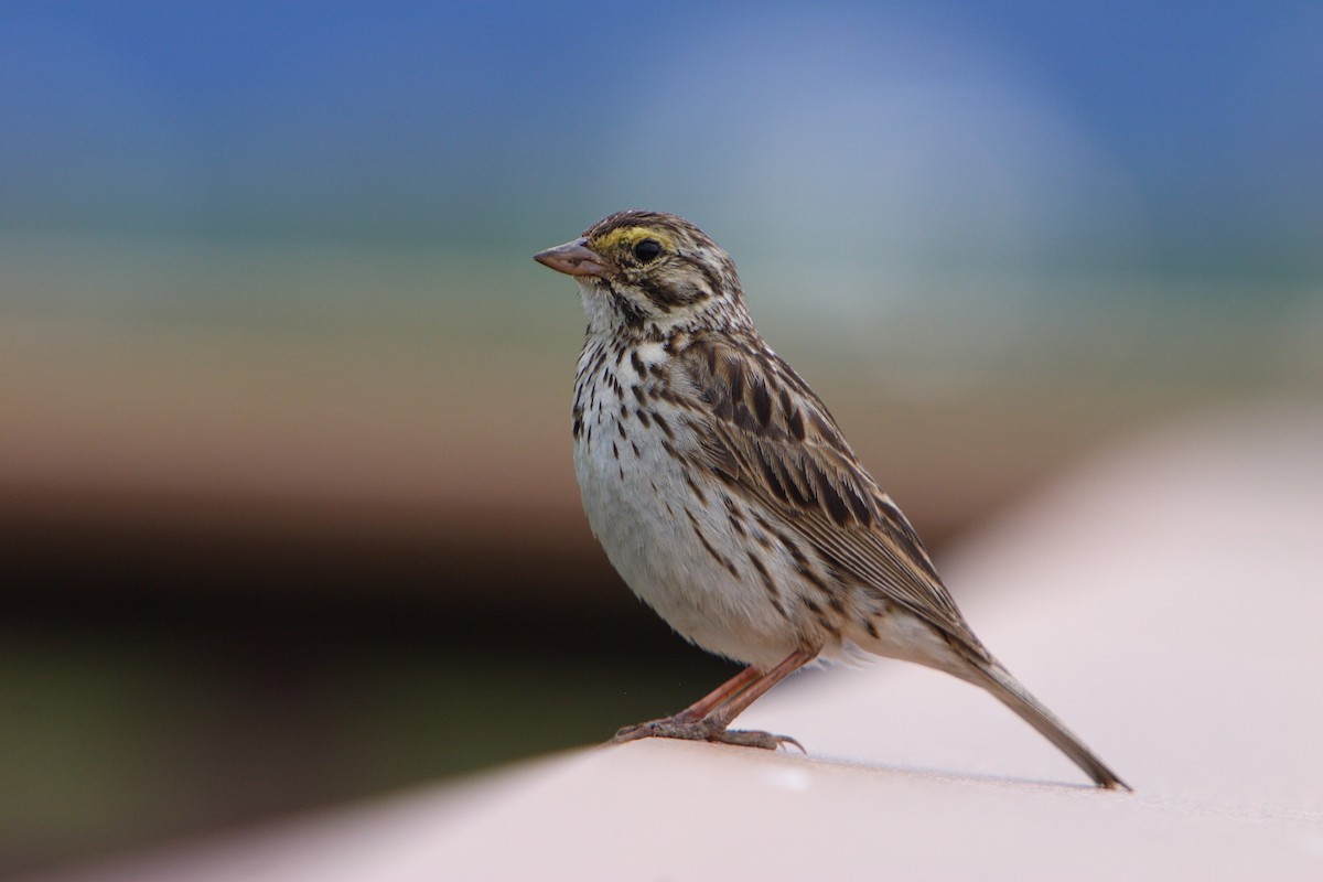 Savannah Sparrow - ML617109185