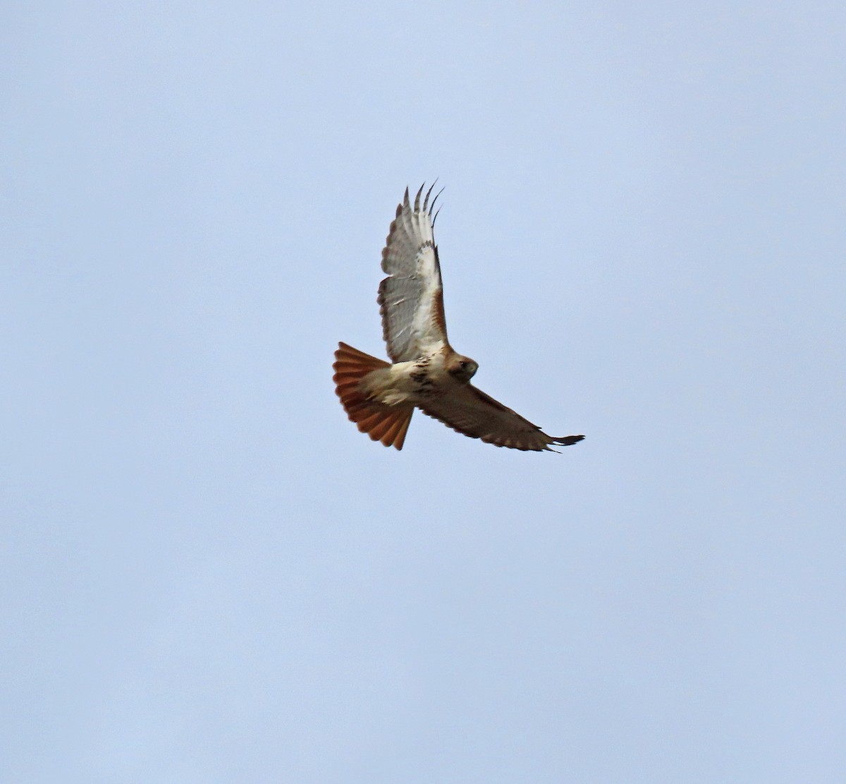 Red-tailed Hawk - ML617109186