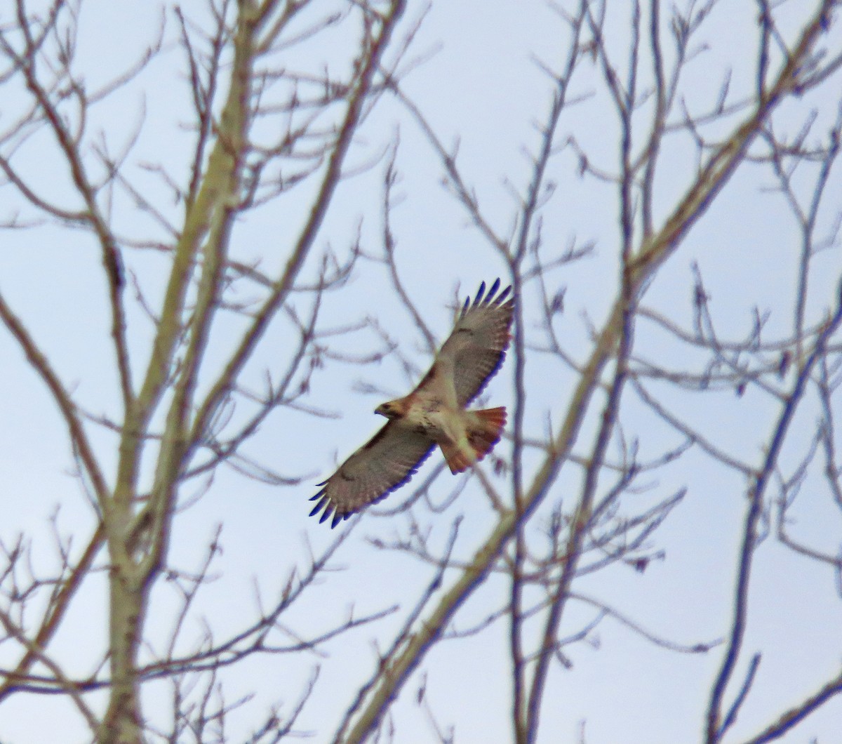Red-tailed Hawk - ML617109188