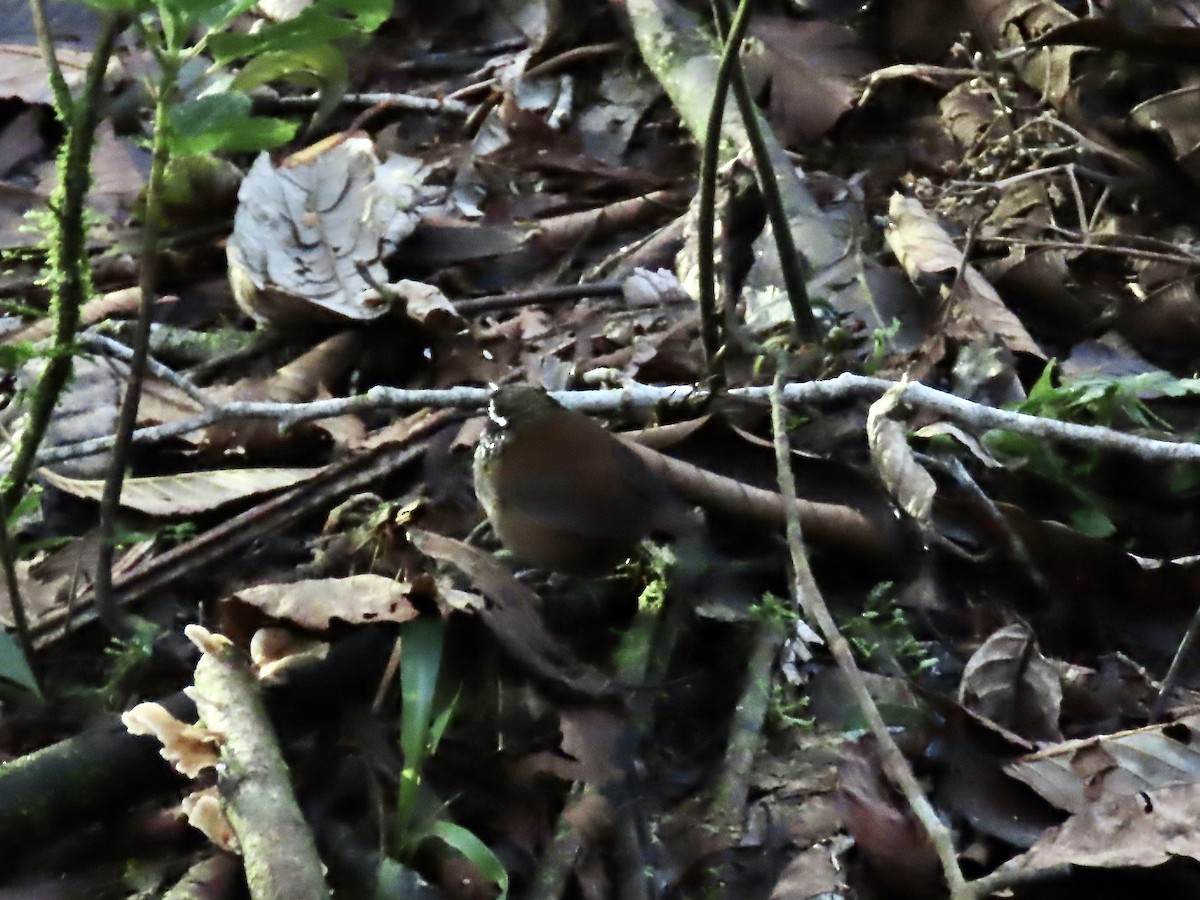 Gray-breasted Wood-Wren (Andean) - ML617109251