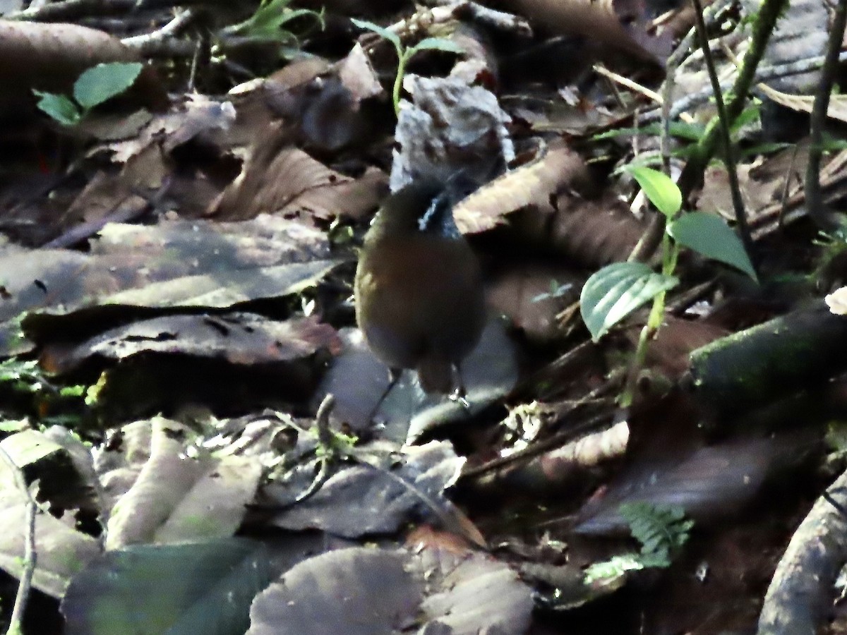 Gri Göğüslü Çıtkuşu (leucophrys/boliviana) - ML617109252