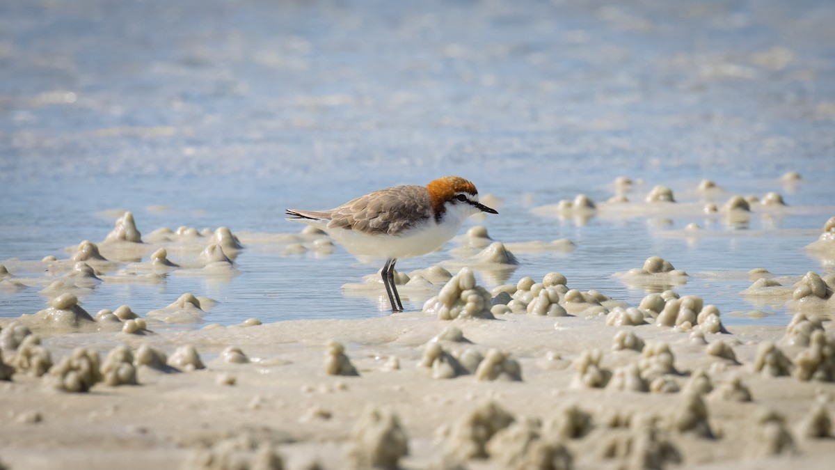 Red-capped Plover - ML617109368