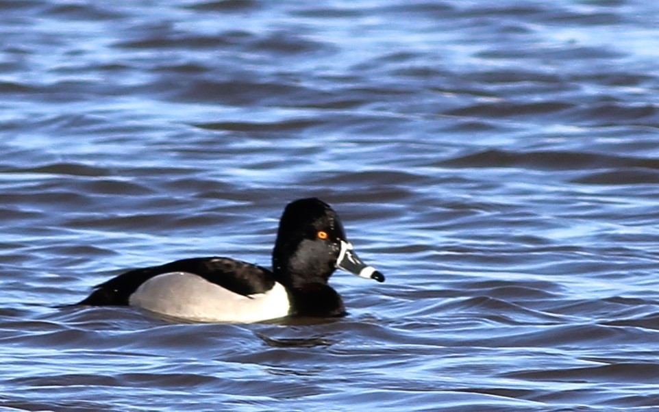 Ring-necked Duck - ML617109388