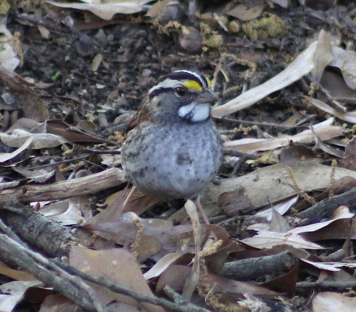 White-throated Sparrow - ML617109414