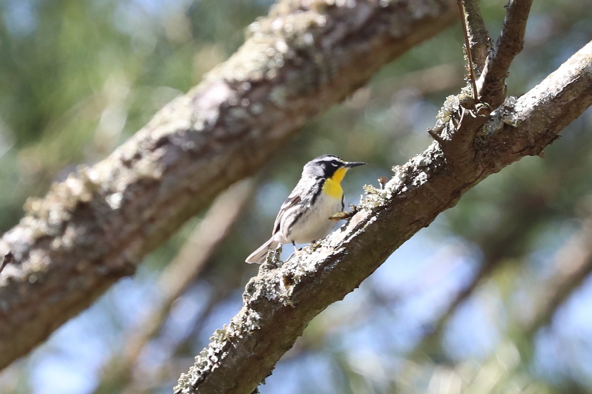 Yellow-throated Warbler - ML617109452