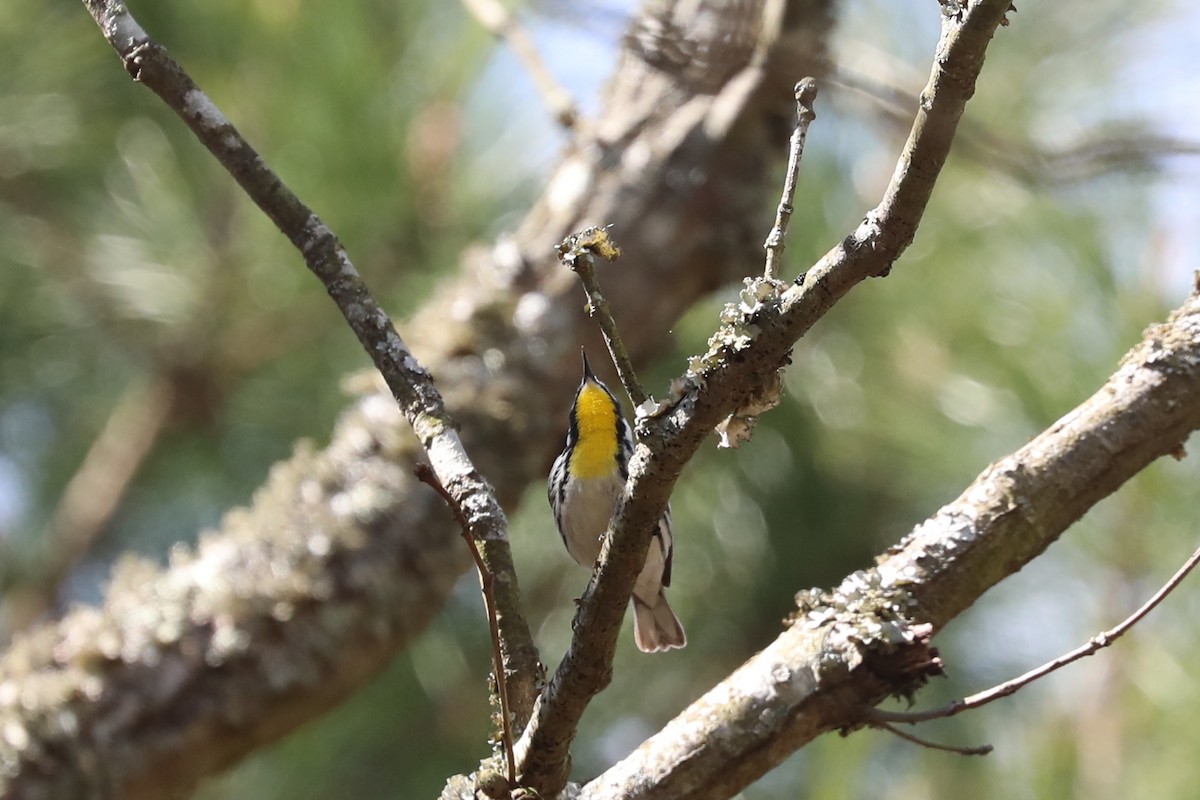 Yellow-throated Warbler - ML617109453