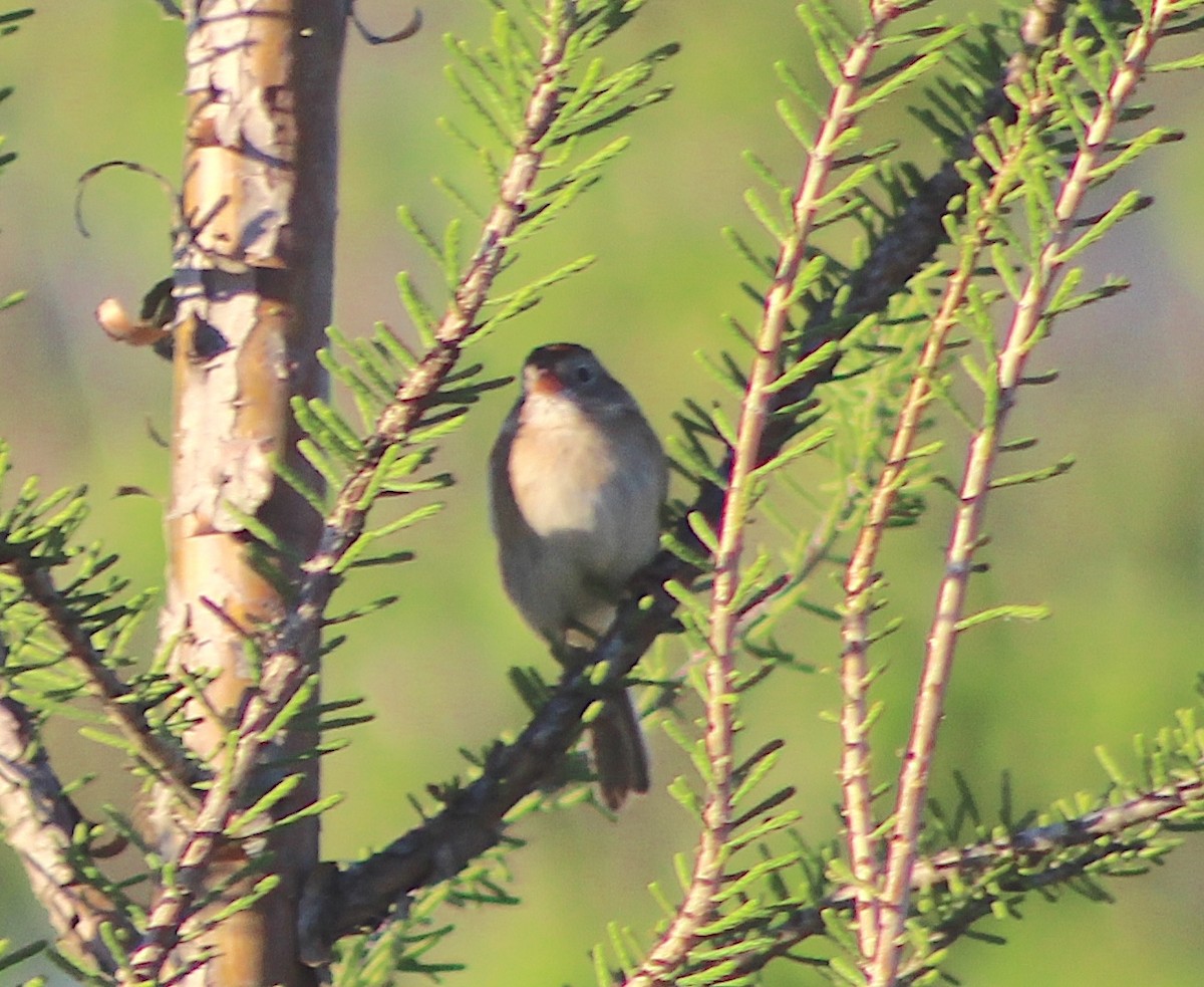 Field Sparrow - ML617109468