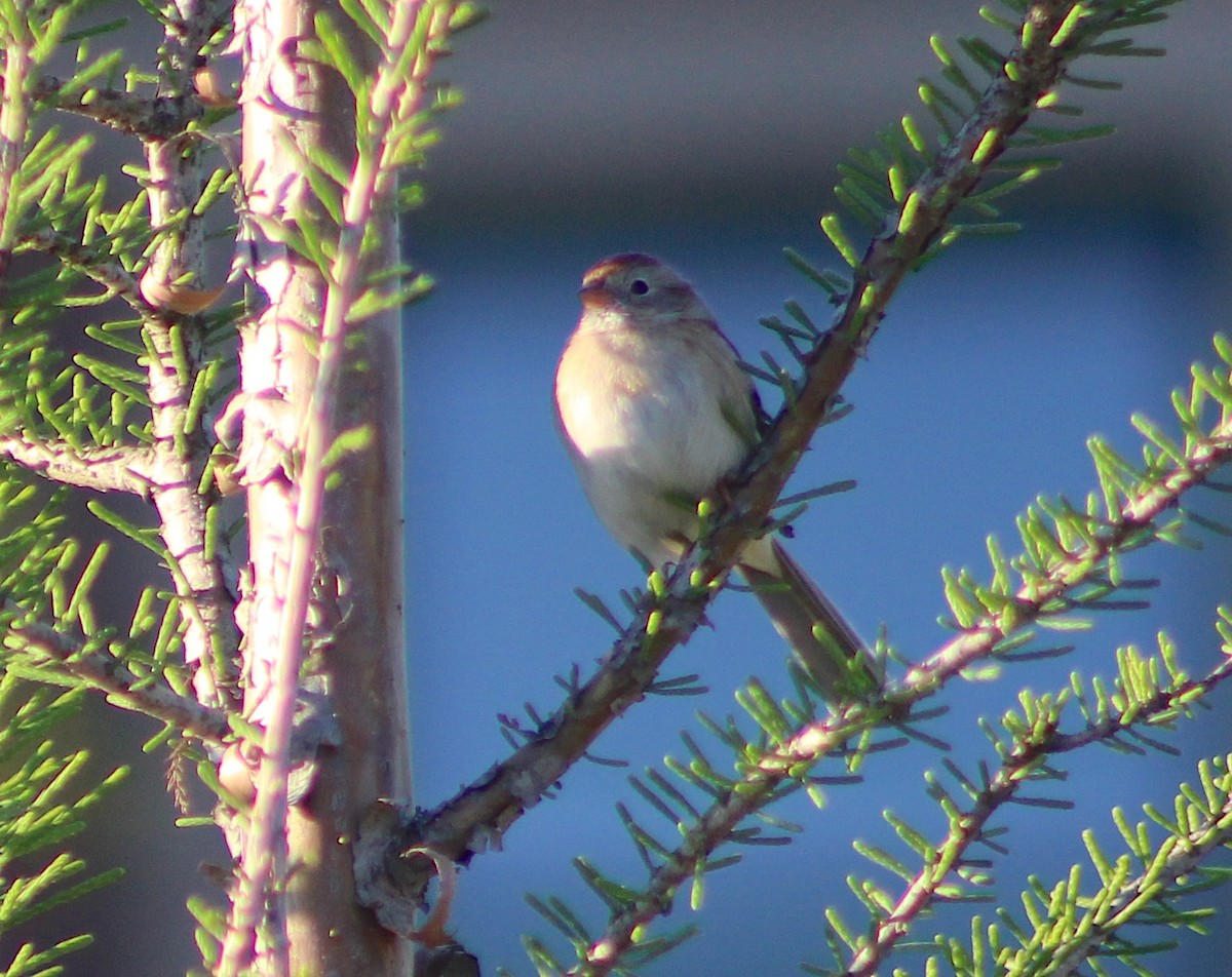 Field Sparrow - Amanda Janusz