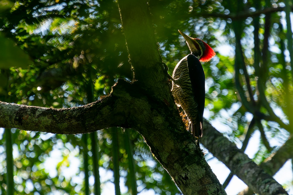 Lineated Woodpecker - Joao Quental JQuental
