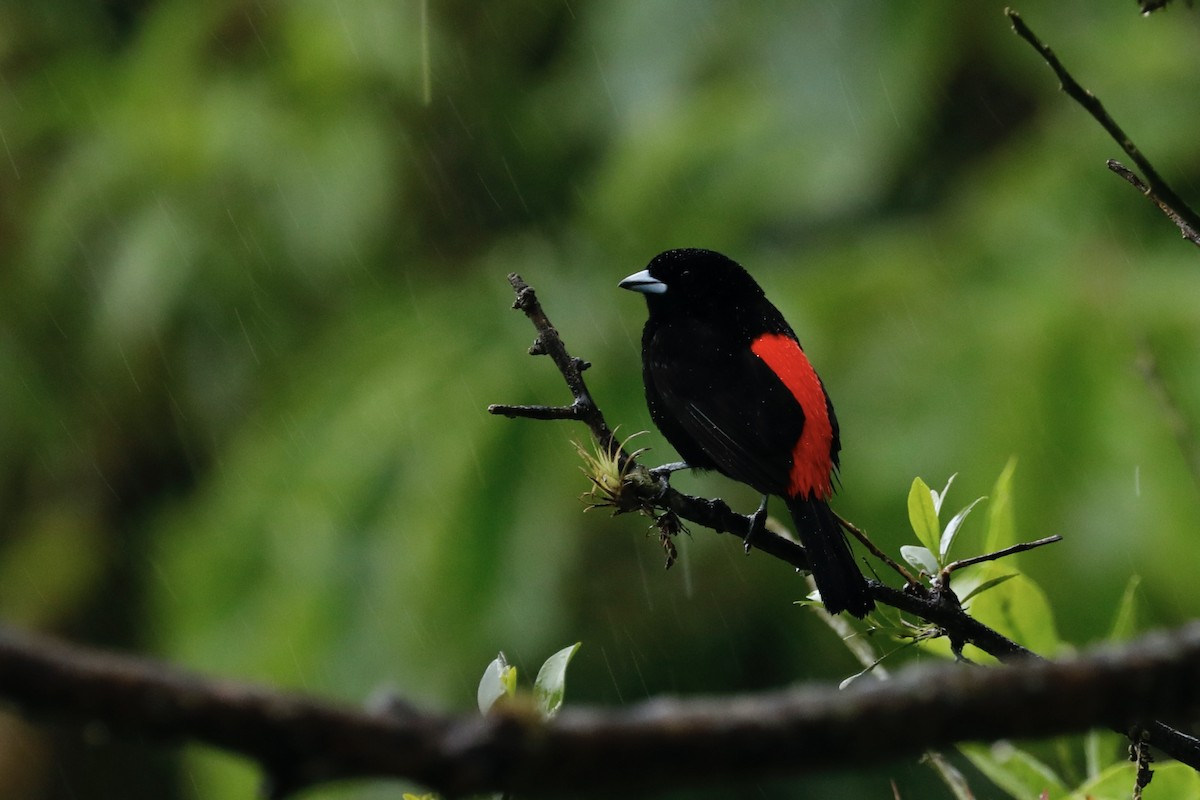 Scarlet-rumped Tanager (Passerini's) - ML617109513