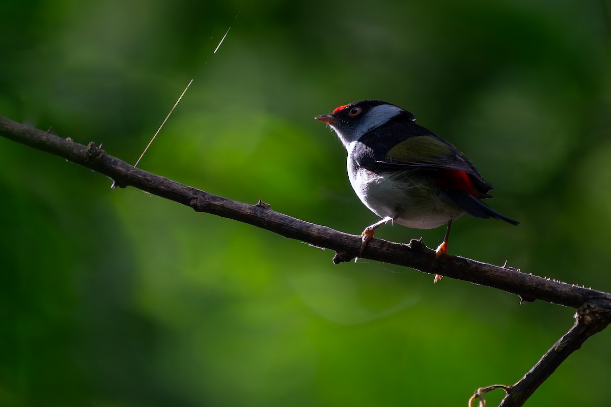 Pin-tailed Manakin - Joao Quental JQuental