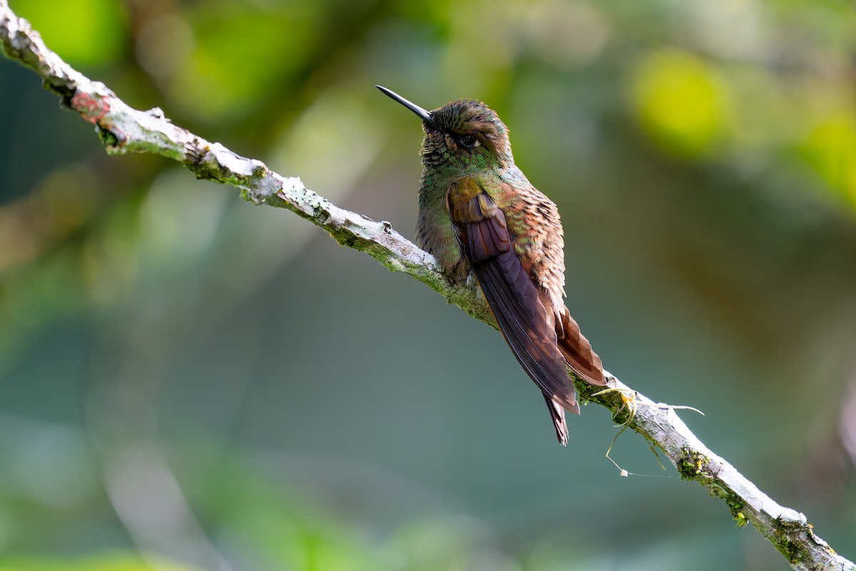kolibřík brazilský - ML617109634