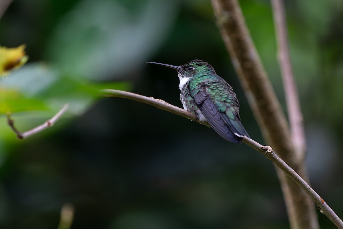 White-throated Hummingbird - Joao Quental JQuental