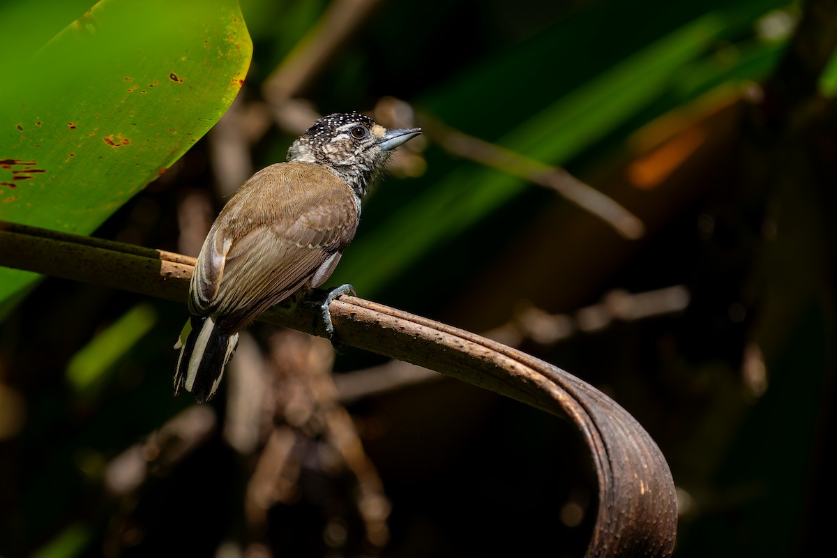 White-barred Piculet - Joao Quental JQuental