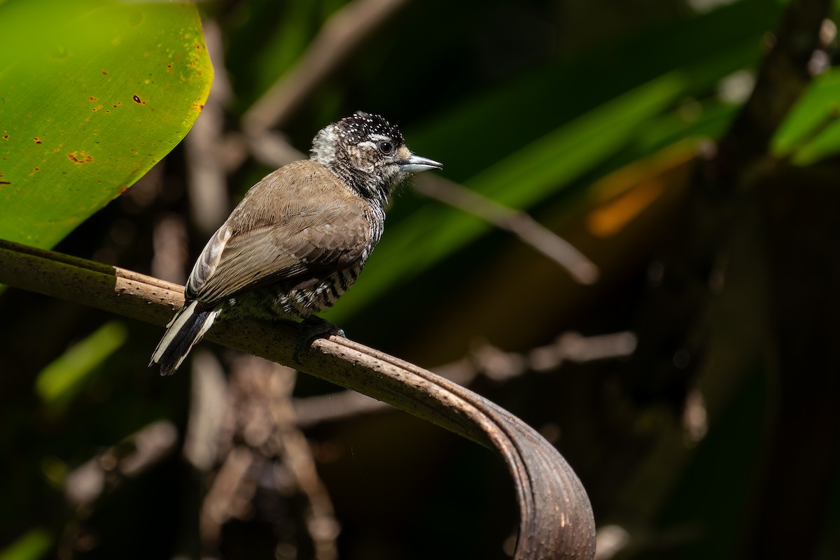 White-barred Piculet - ML617109657