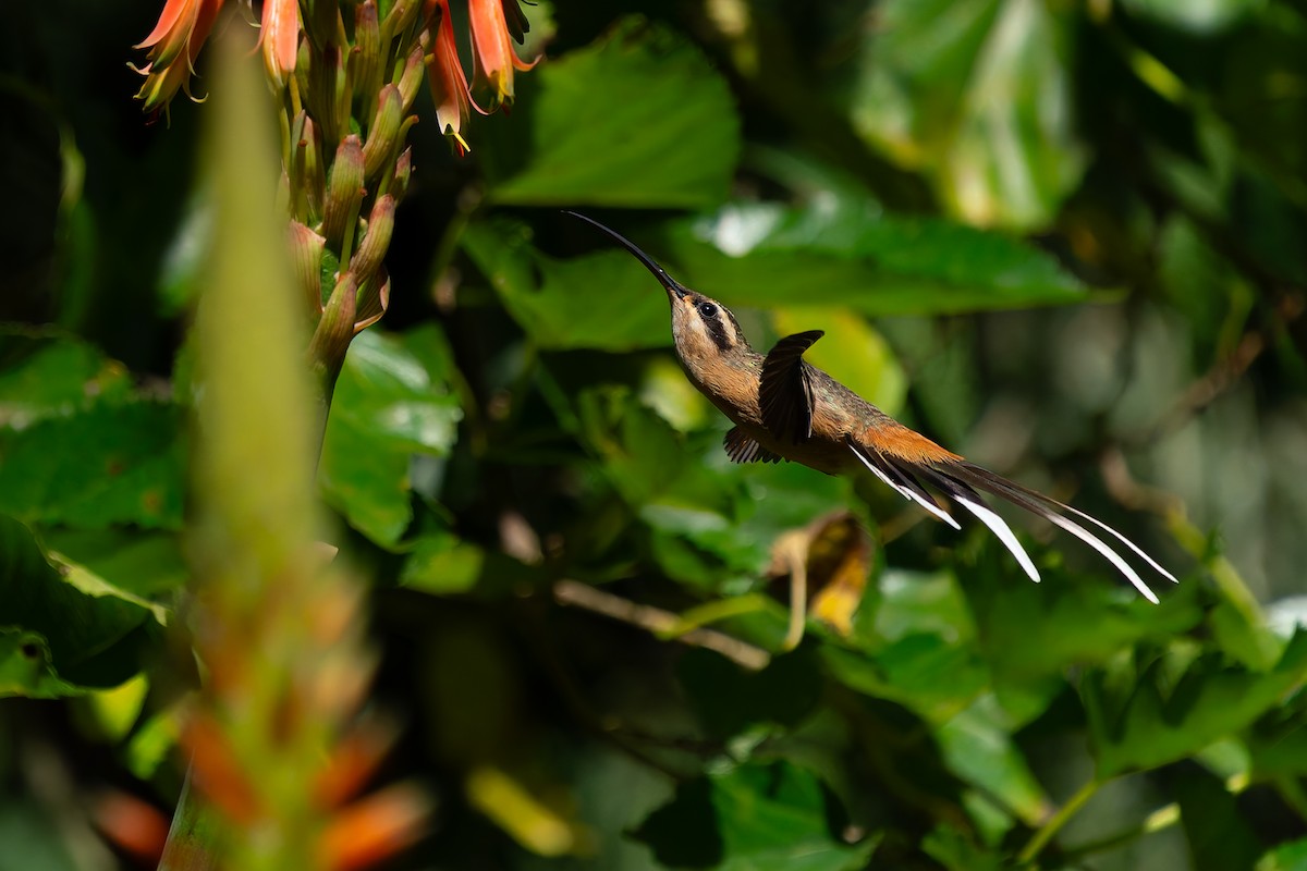 Солнечный колибри-отшельник - ML617109725