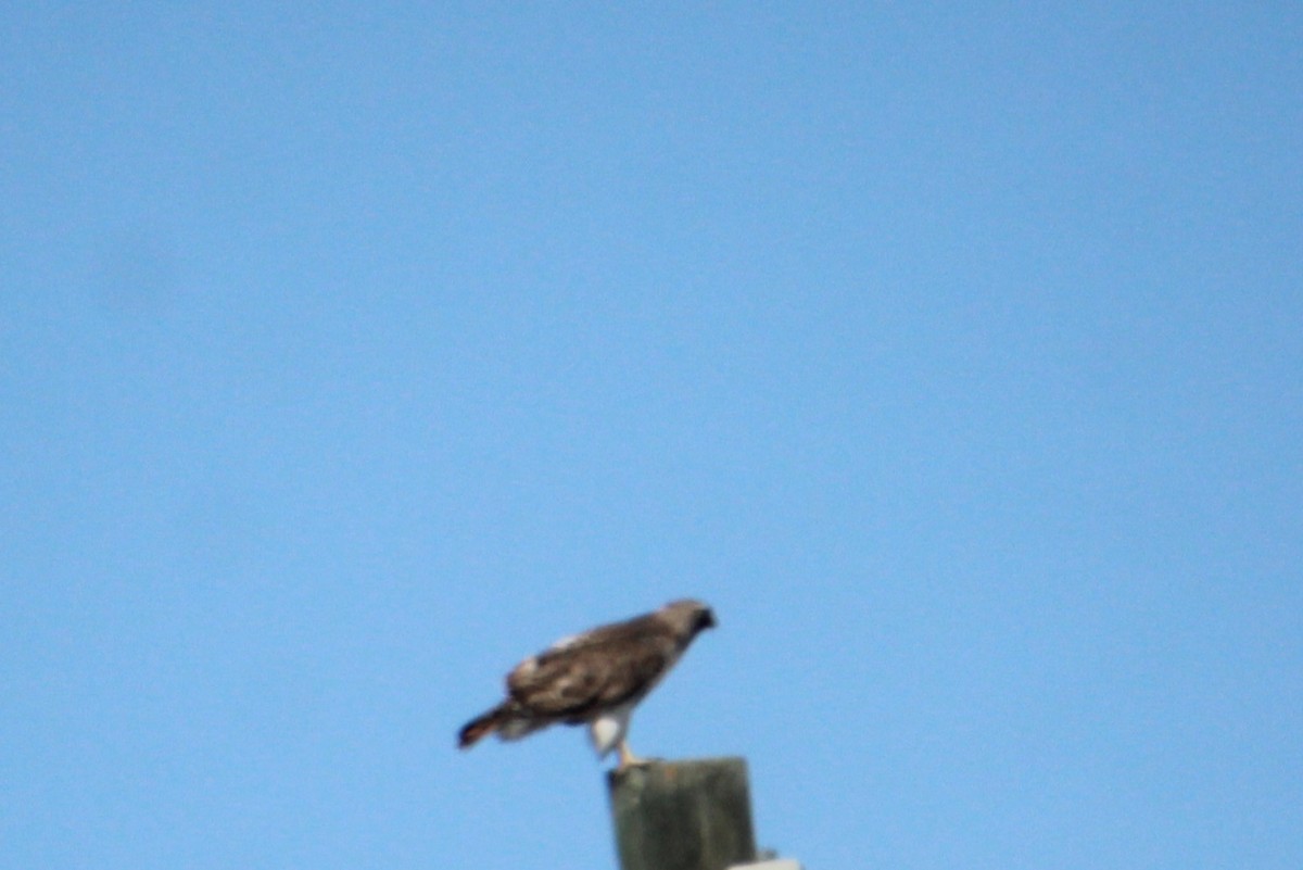 Red-tailed Hawk - ML617109760
