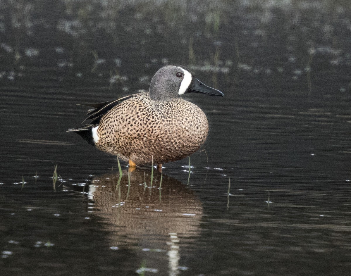 Blue-winged Teal - ML617109772