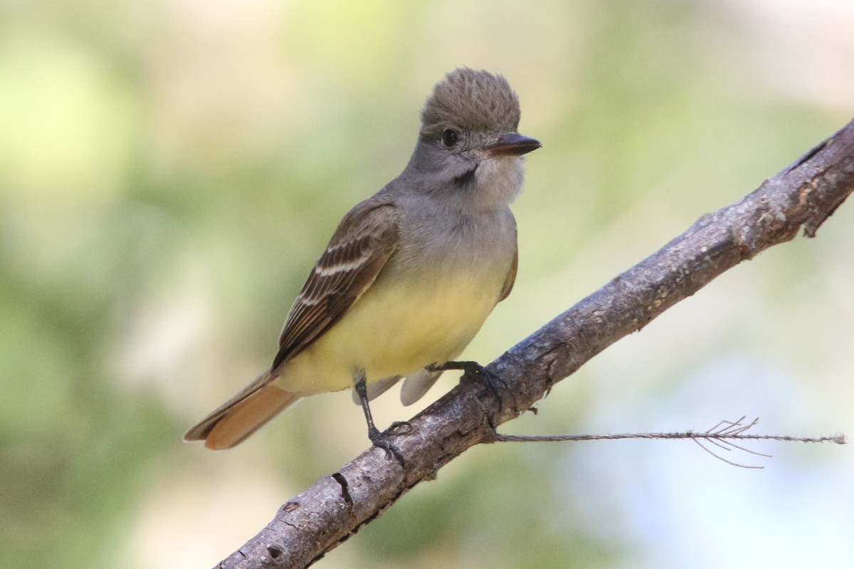 Great Crested Flycatcher - ML617109954