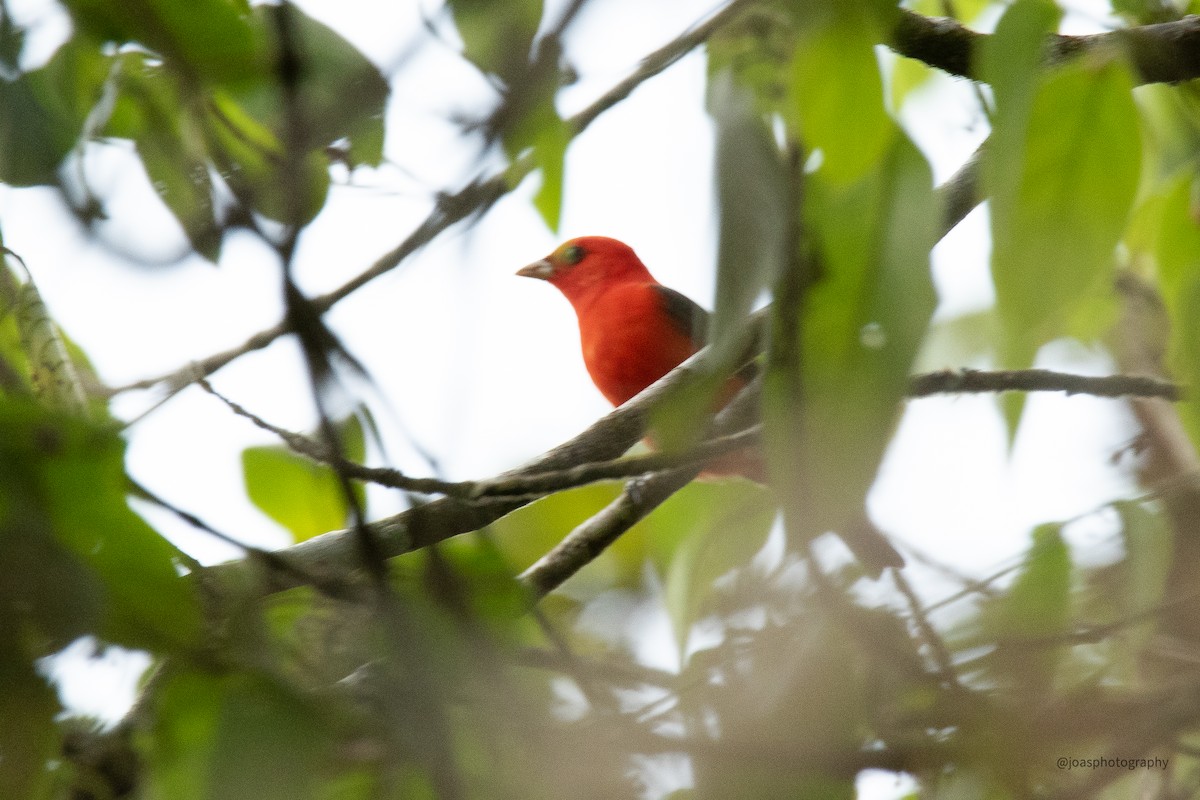 Scarlet Tanager - Luis A Rivero