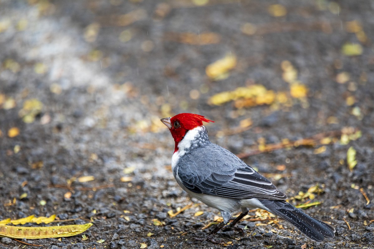 Red-crested Cardinal - ML617110099