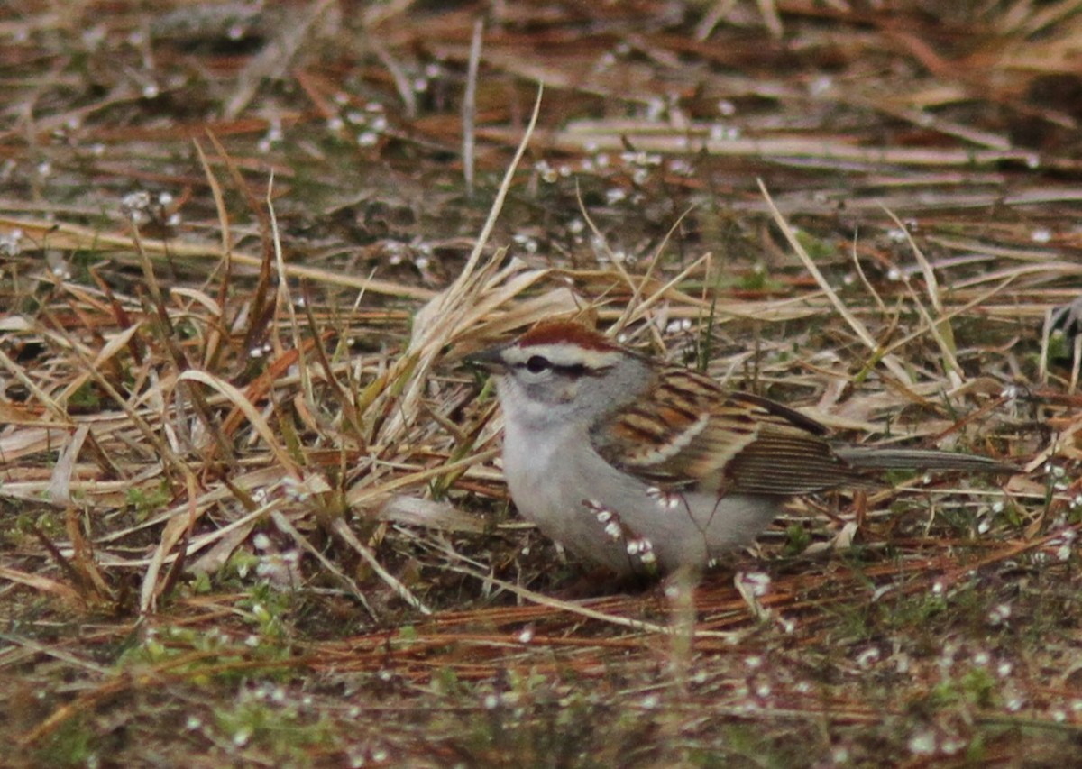 Chipping Sparrow - ML617110108