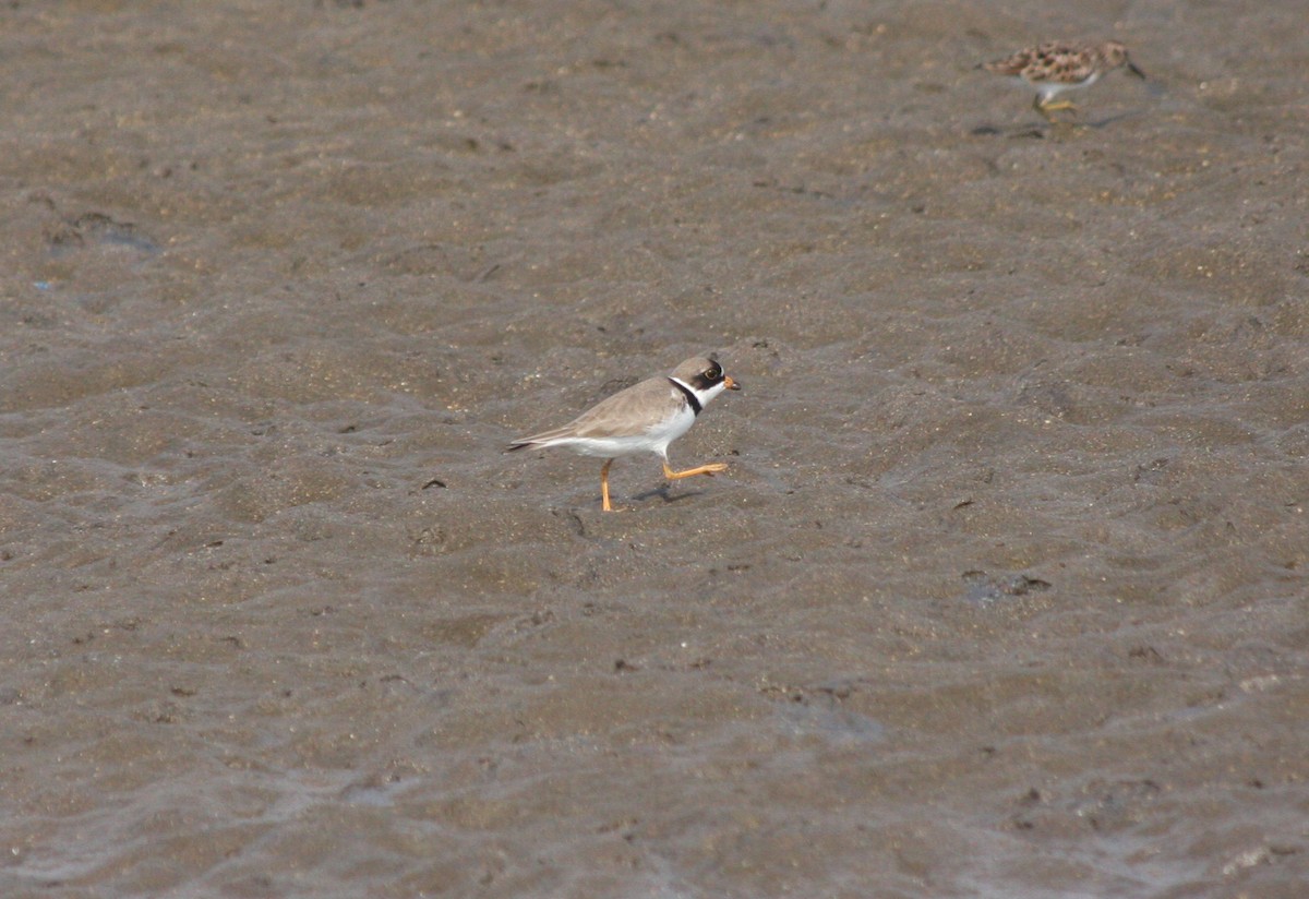 Semipalmated Plover - Guillermo Funes