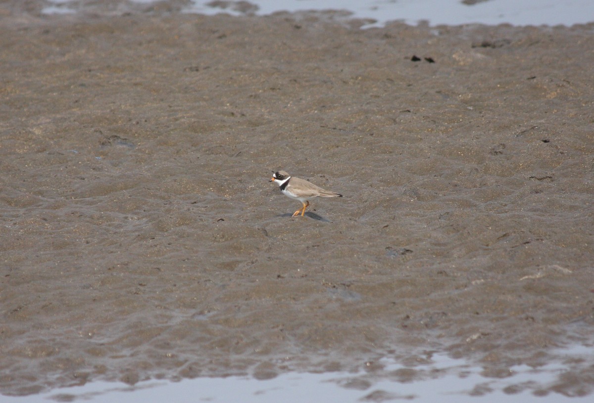 Semipalmated Plover - ML617110157