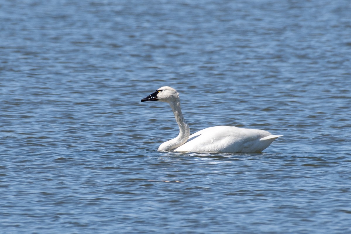 Tundra Swan (Whistling) - ML617110197