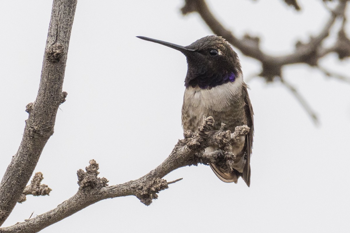 Black-chinned Hummingbird - ML617110224