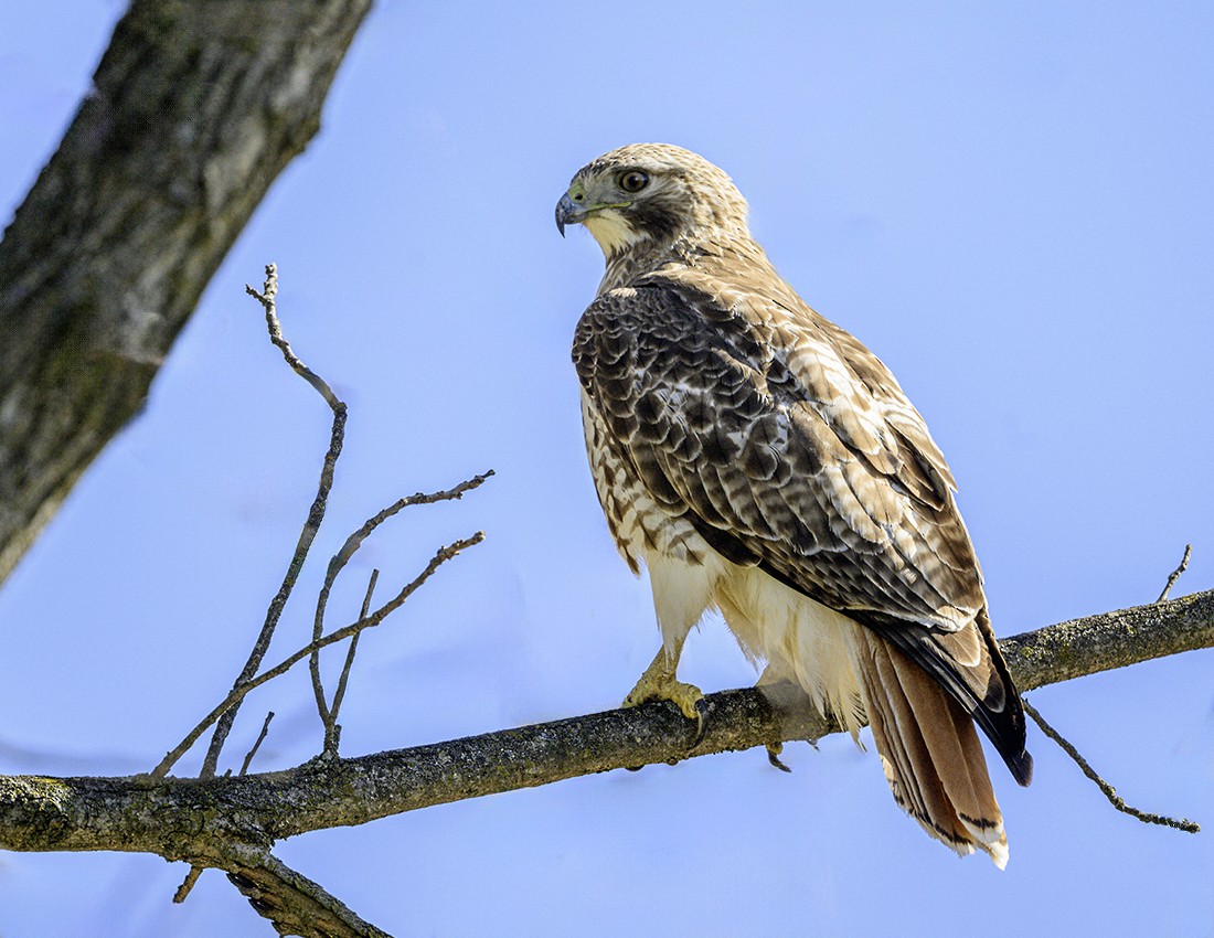 Red-tailed Hawk - ML617110363