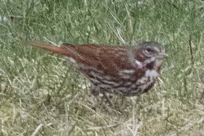 Fox Sparrow (Red) - ML617110444