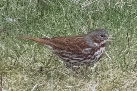Fox Sparrow (Red) - ML617110452