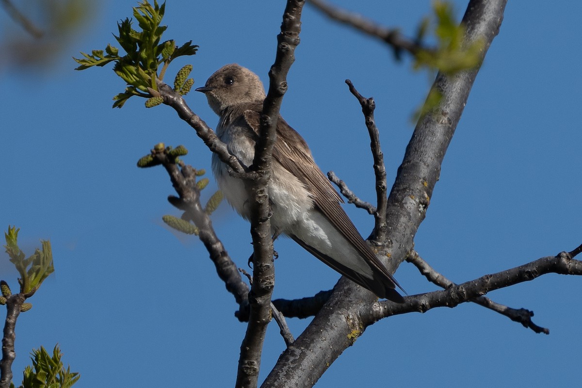 Northern Rough-winged Swallow - ML617110467